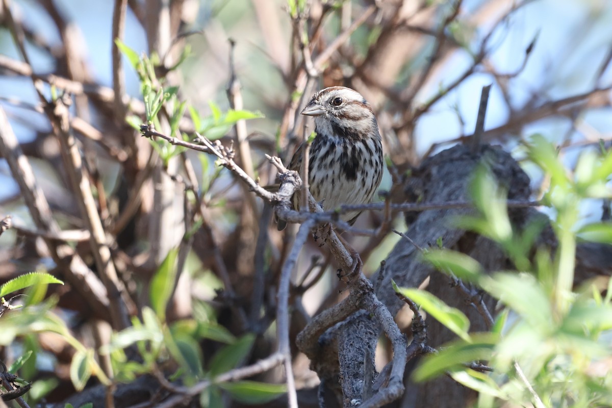 Song Sparrow - ML646006962