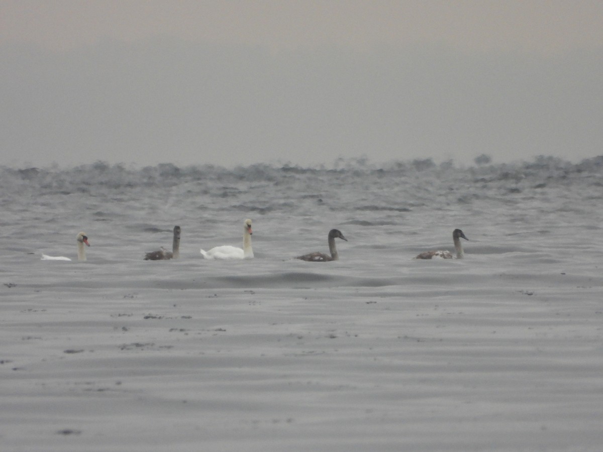 Mute Swan - ML646006963