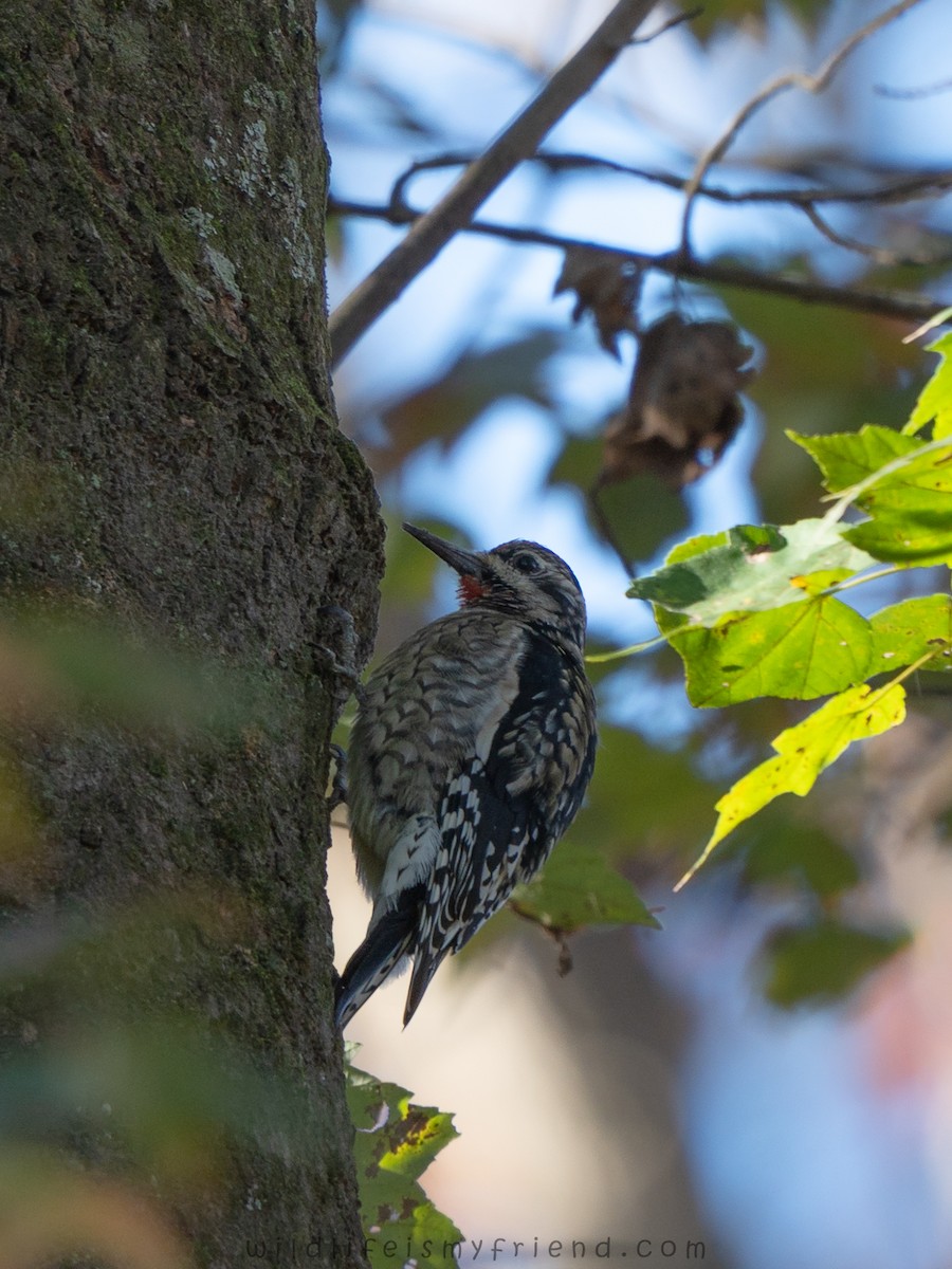 Yellow-bellied Sapsucker - ML646006964