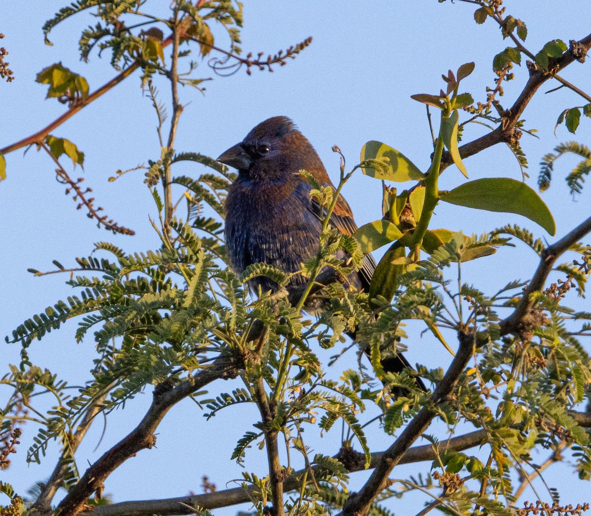 Blue Grosbeak - ML646006967