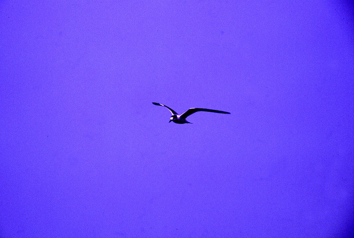 Common Tern - ML646006969