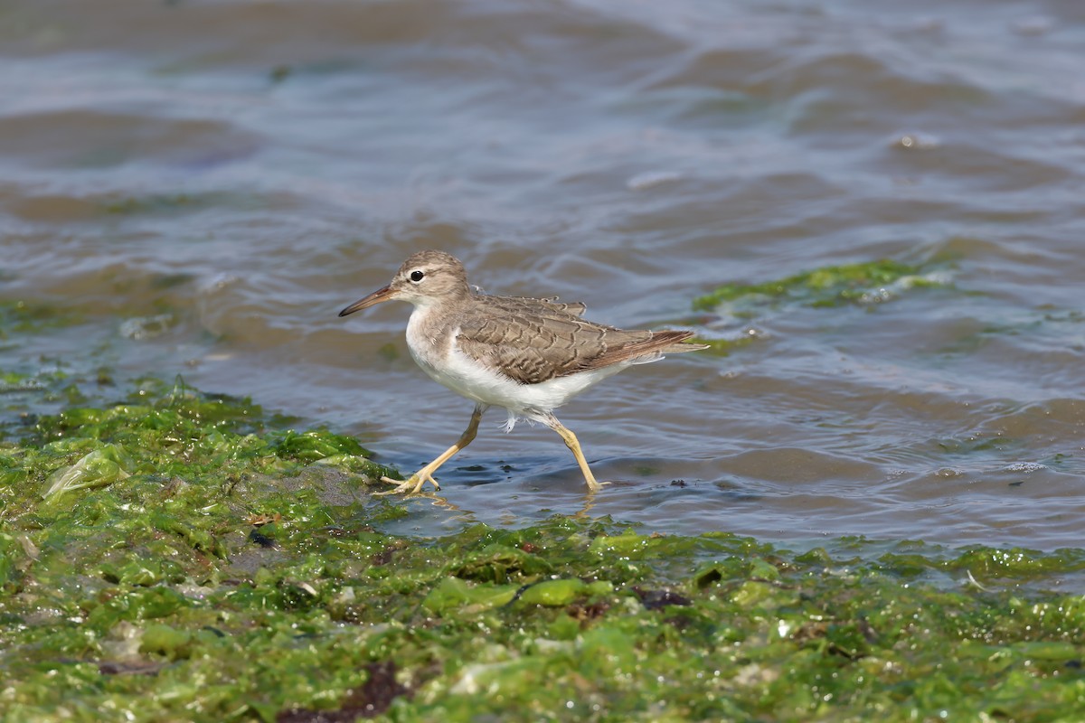 Spotted Sandpiper - ML646006970