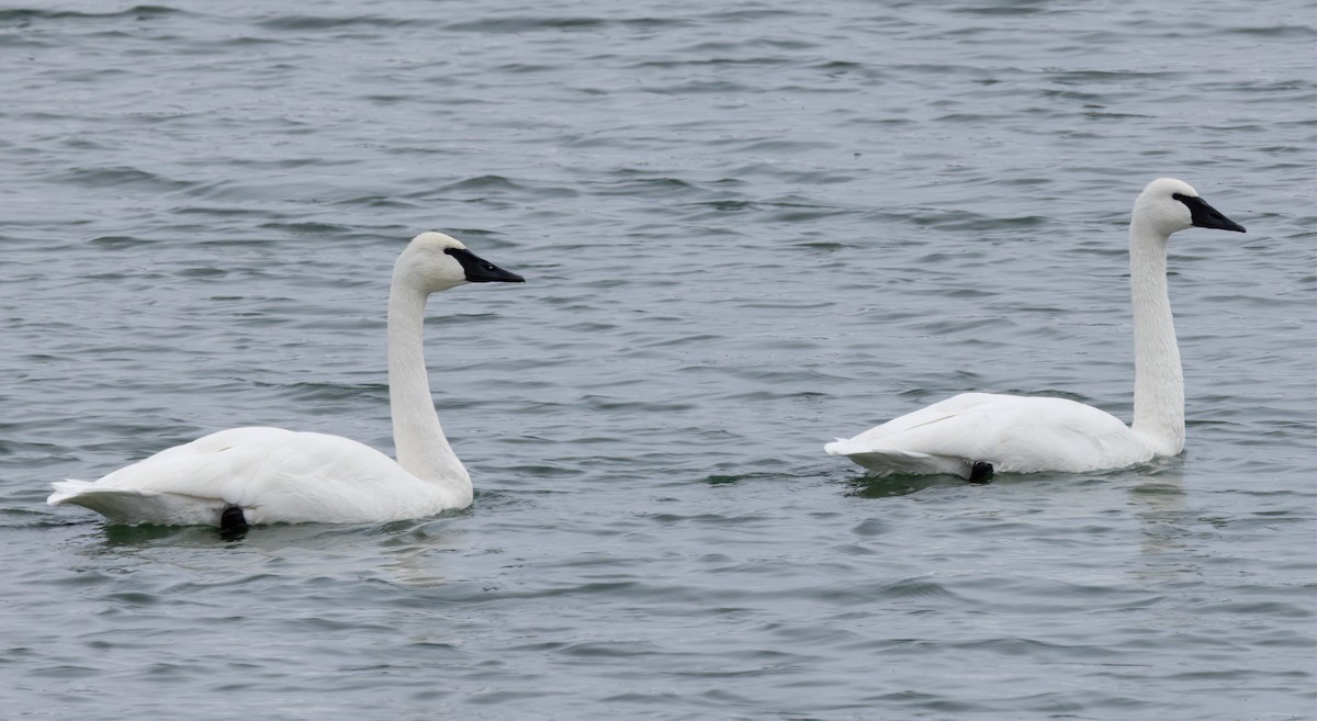 Trumpeter Swan - ML646006971