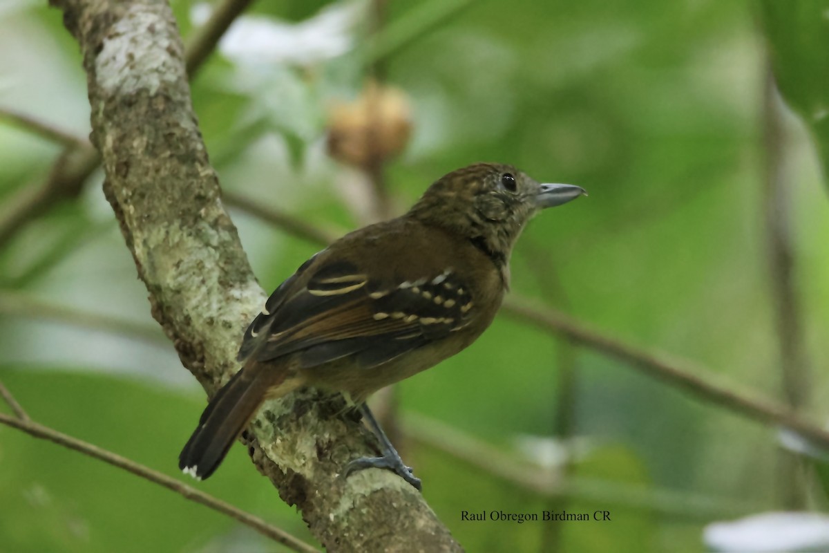 Black-crowned Antshrike - ML646006973