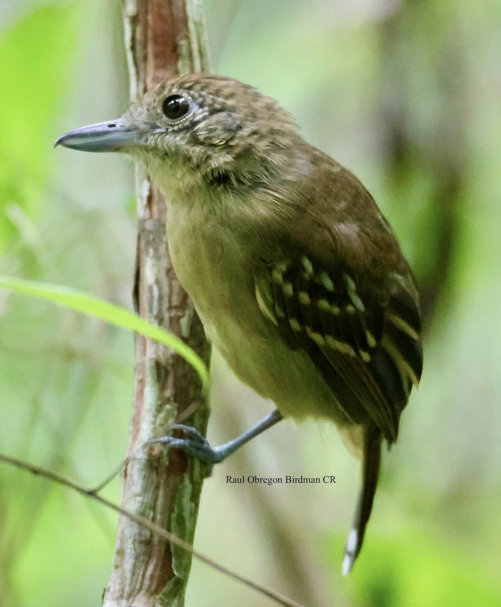 Black-crowned Antshrike - ML646006974