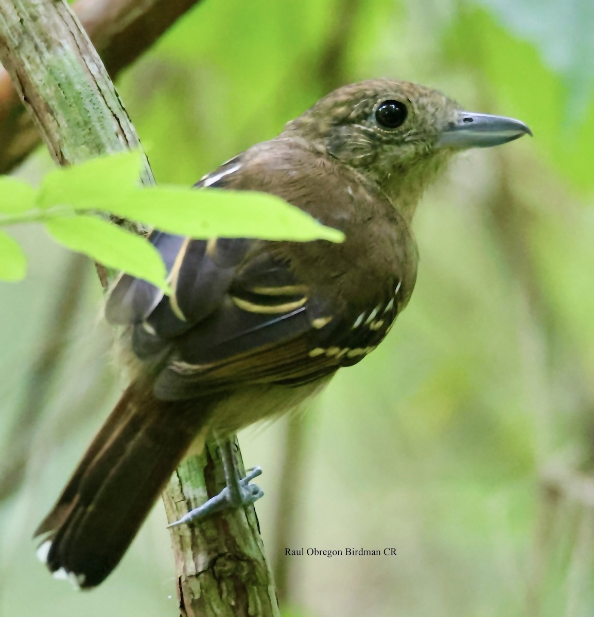 Black-crowned Antshrike - ML646006975