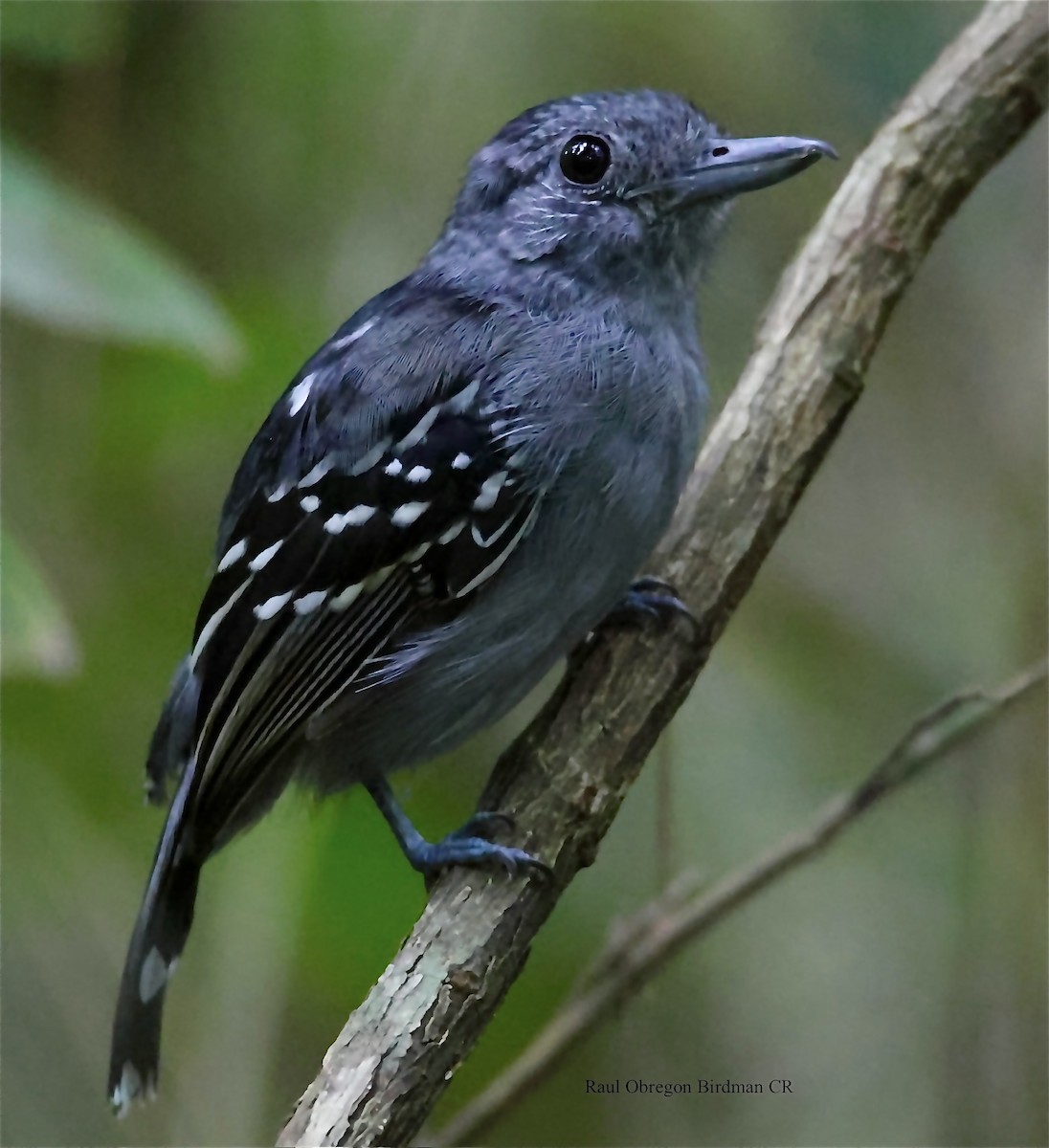 Black-crowned Antshrike - ML646006976