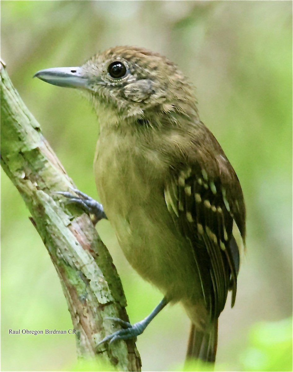 Black-crowned Antshrike - ML646006978
