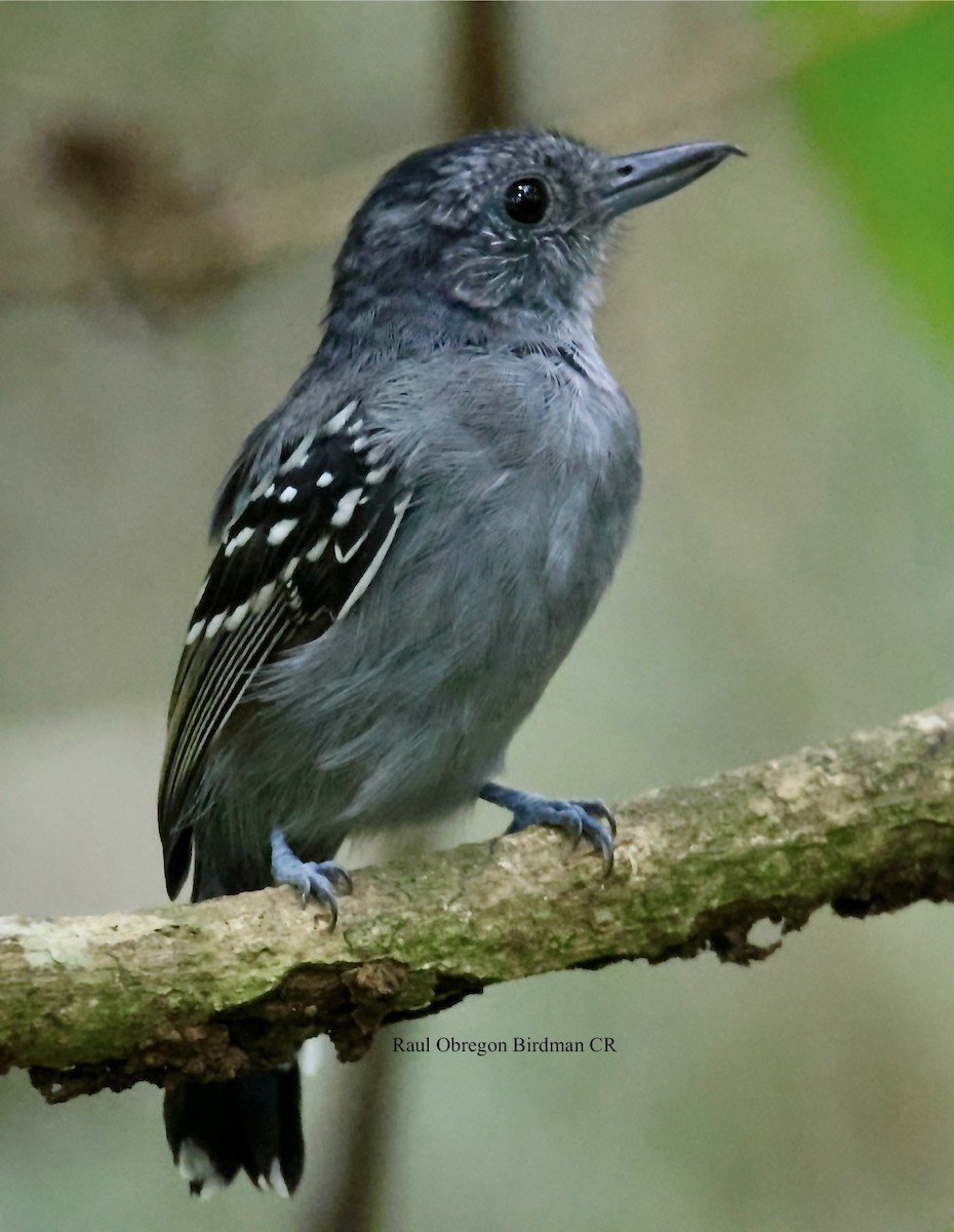 Black-crowned Antshrike - ML646006979