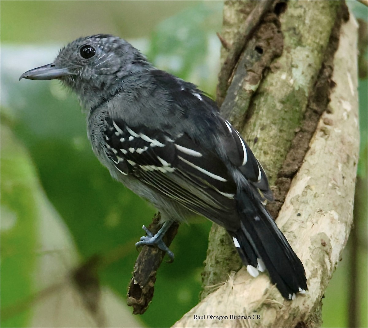 Black-crowned Antshrike - ML646006980
