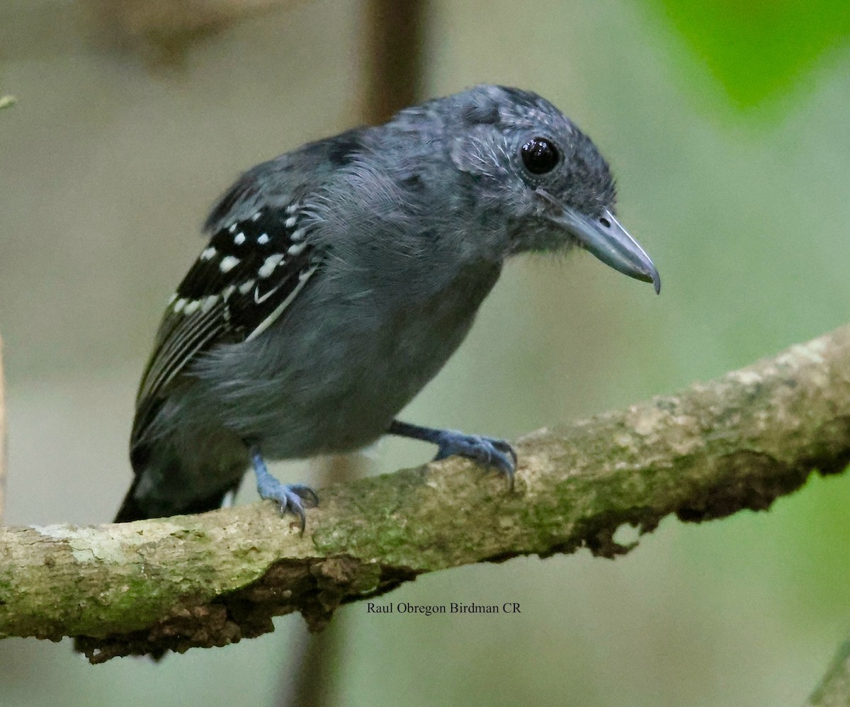 Black-crowned Antshrike - ML646006981