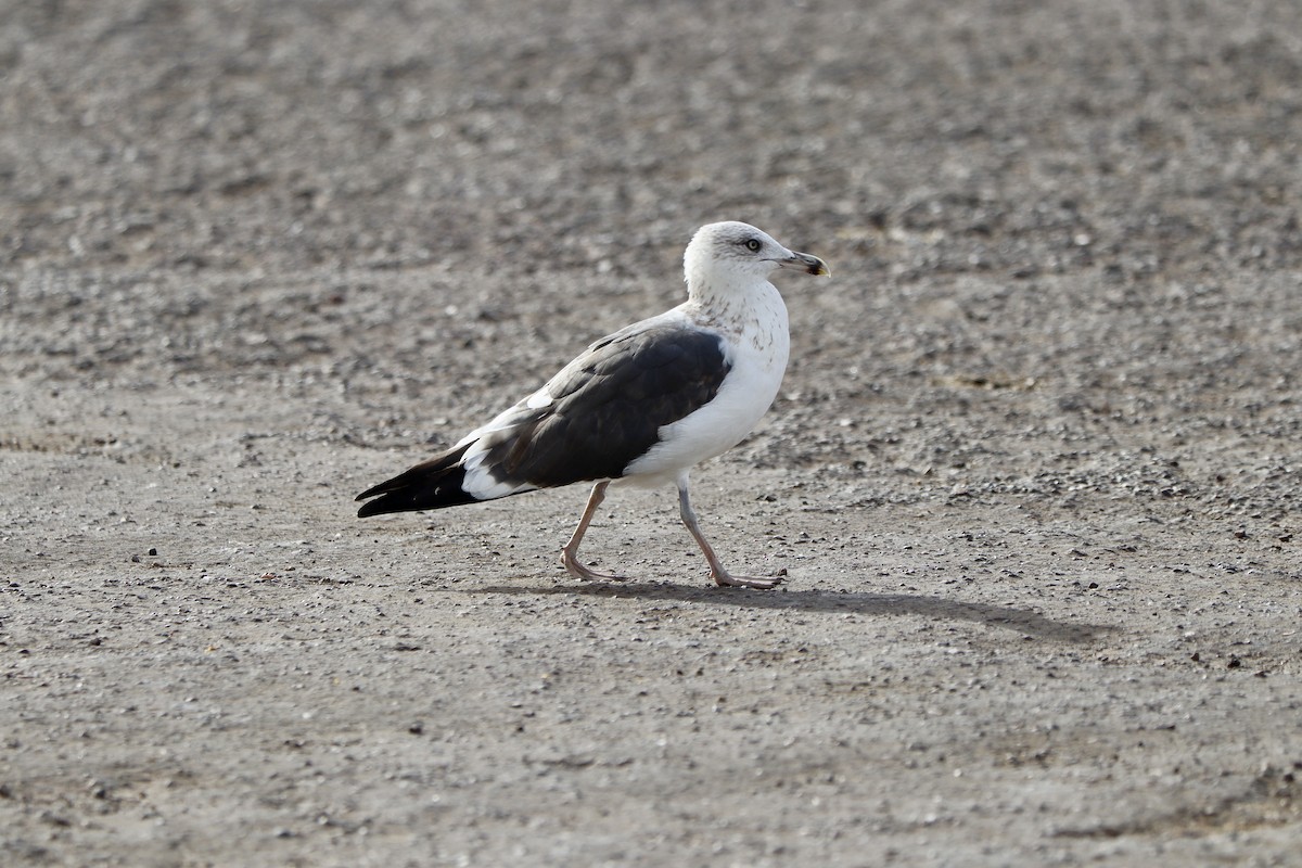 Lesser Black-backed Gull - ML646006982