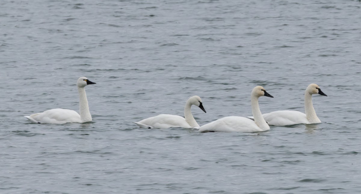 Tundra Swan - ML646006983