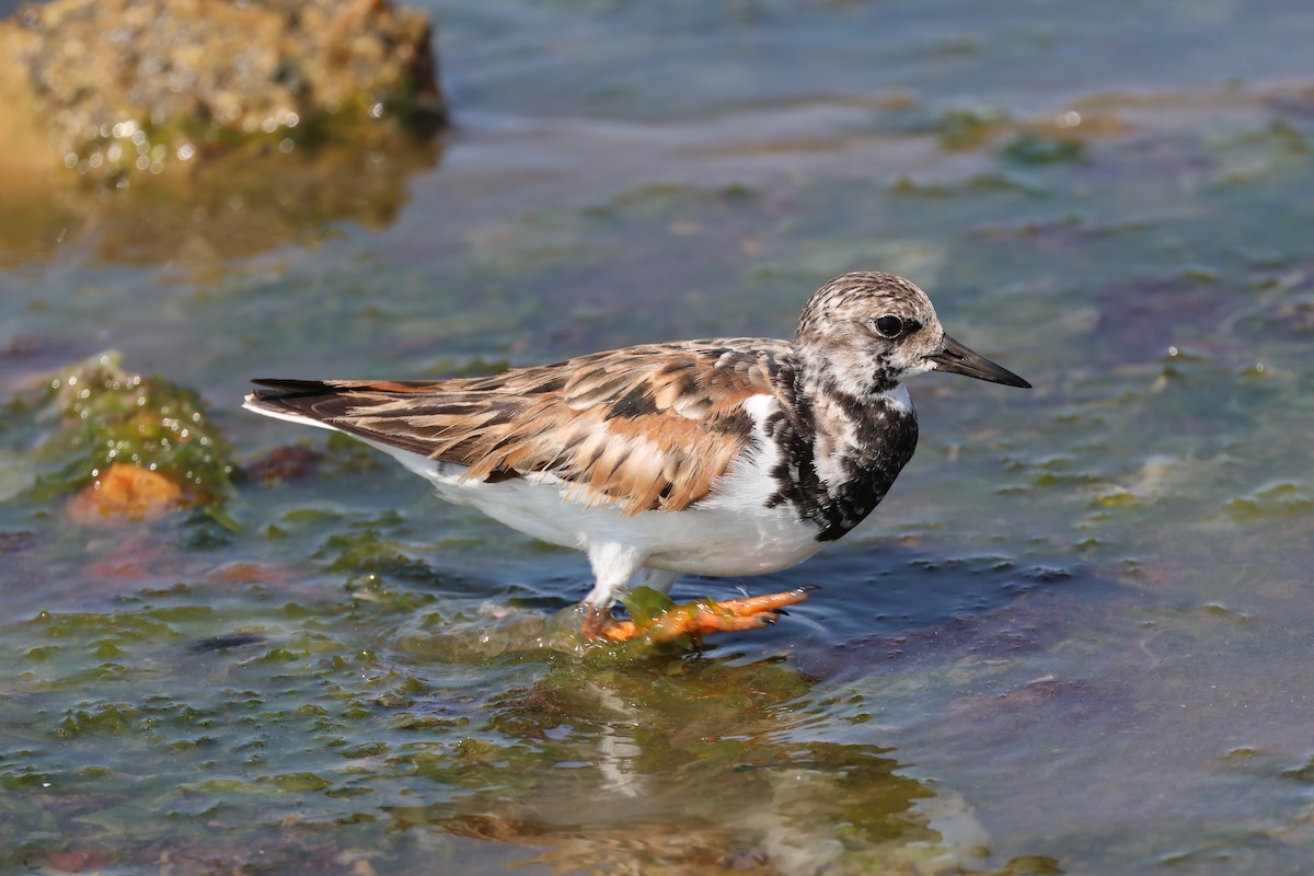 Ruddy Turnstone - ML646006984