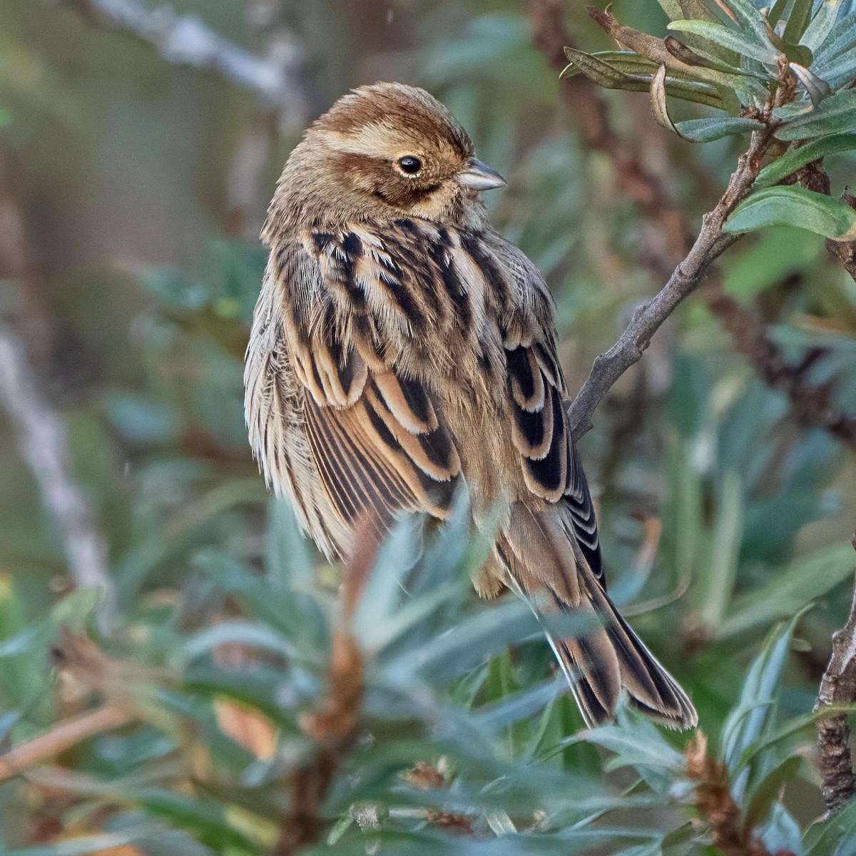Reed Bunting - ML646006985