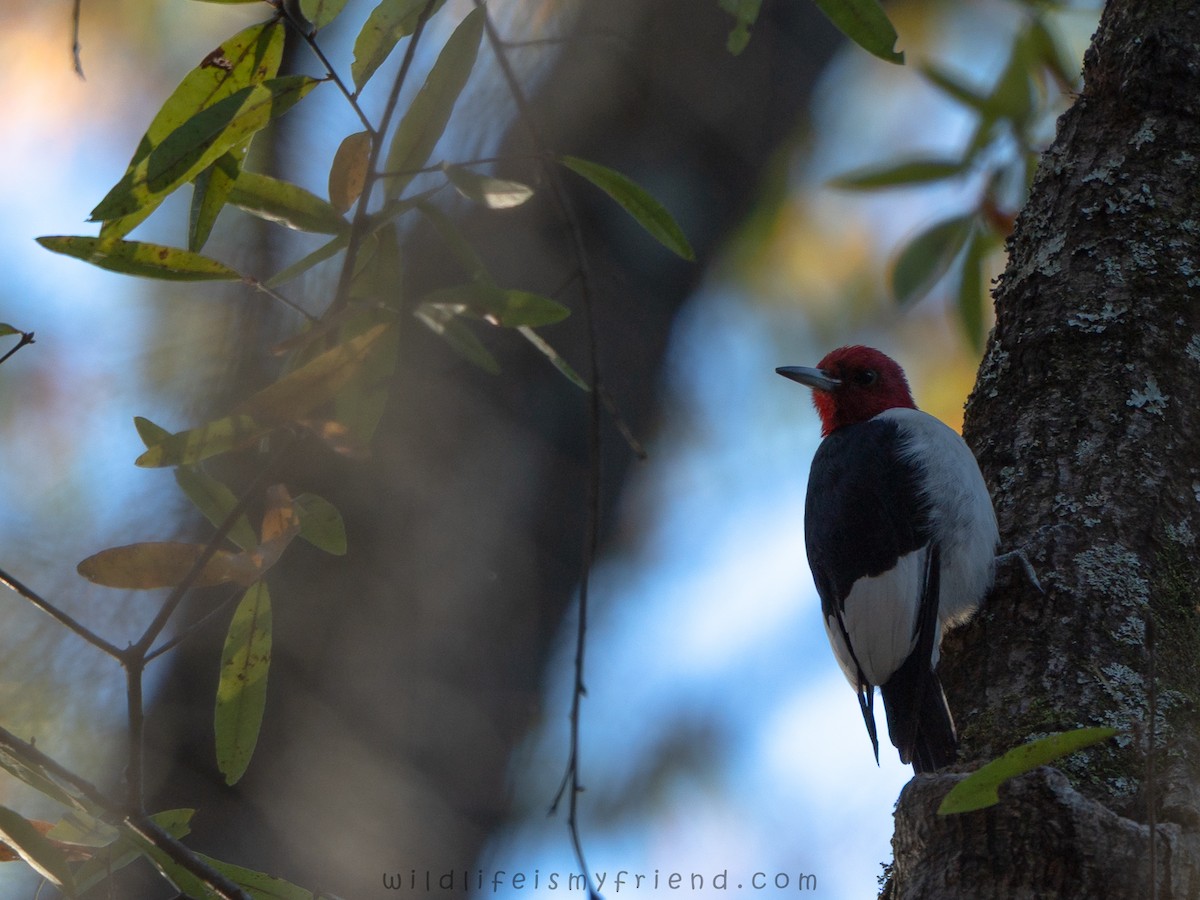 Red-headed Woodpecker - ML646006988