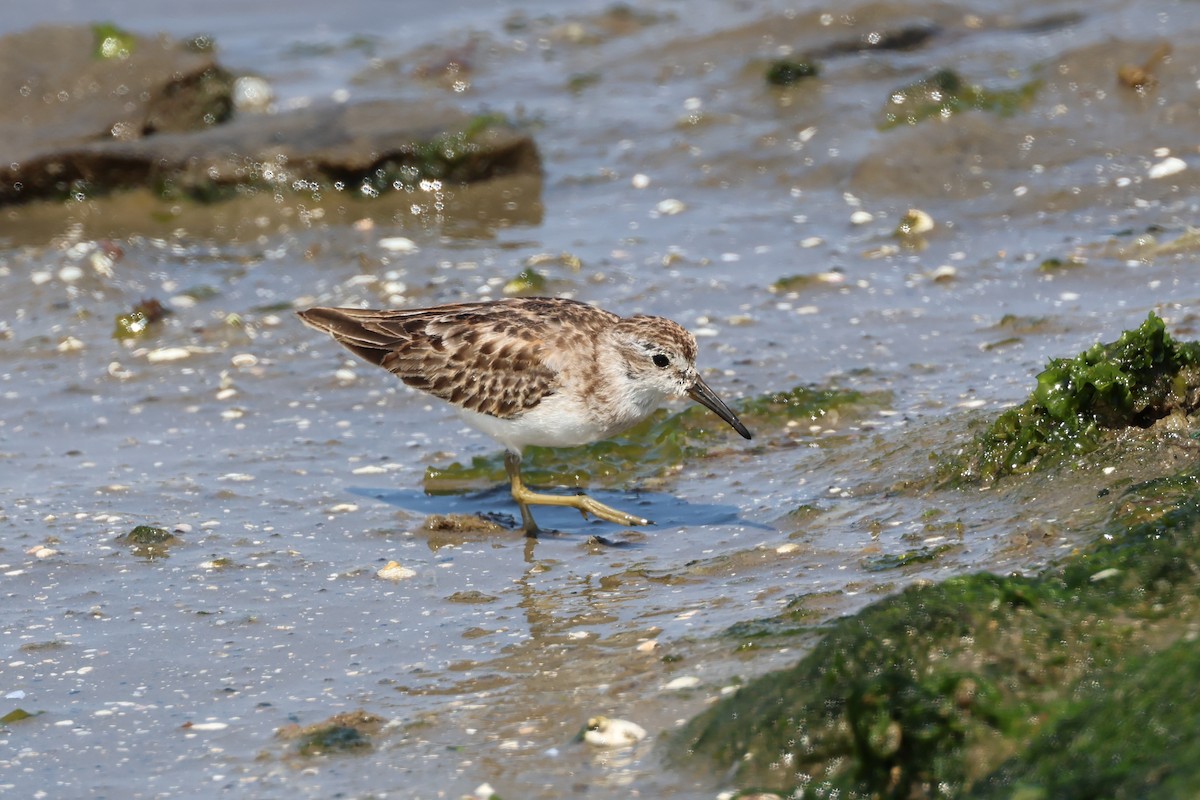 Least Sandpiper - ML646006989