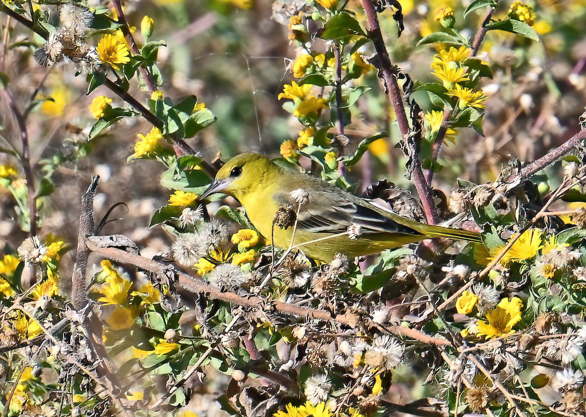 Orchard Oriole - ML646006993