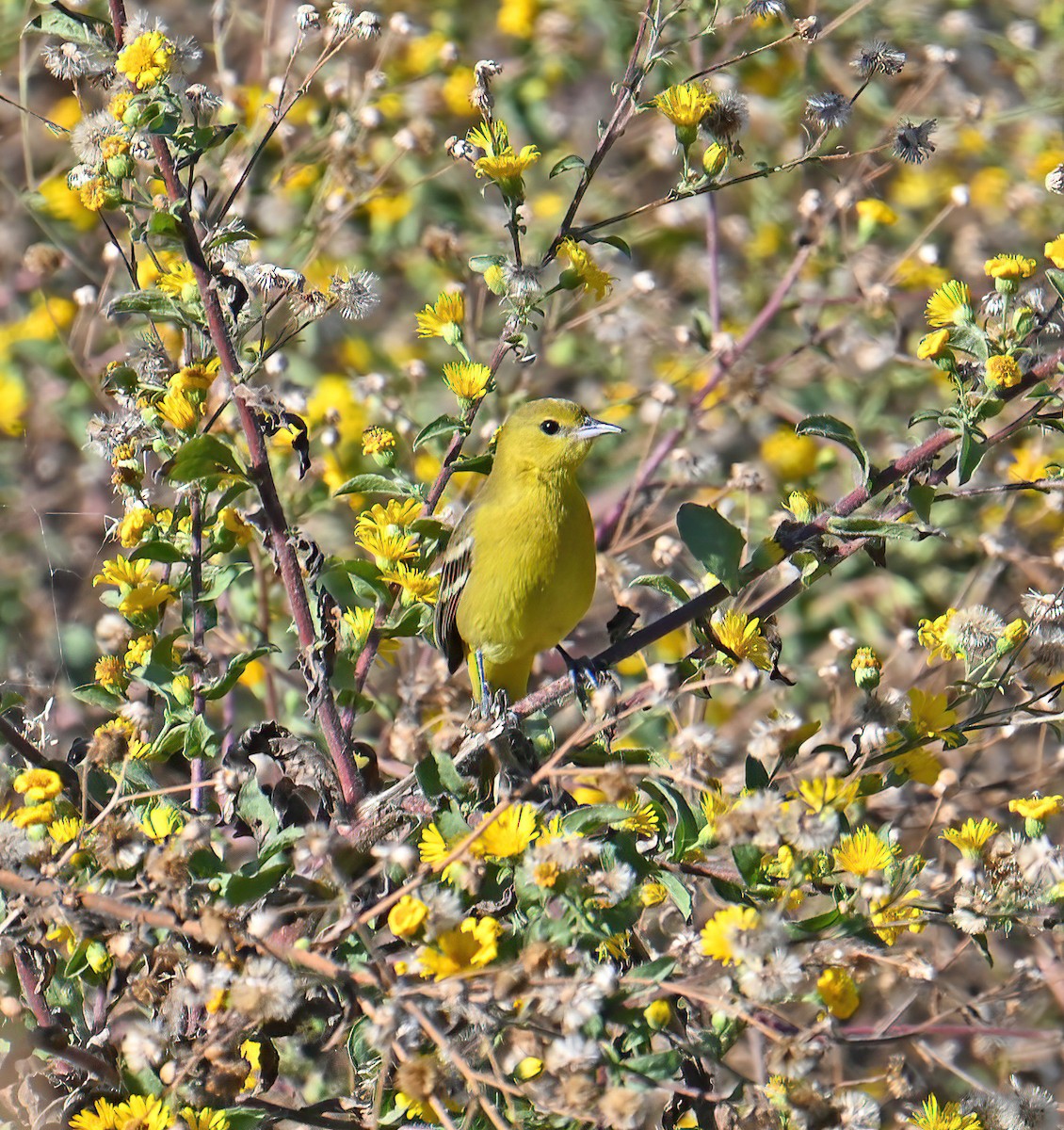 Orchard Oriole - ML646006994