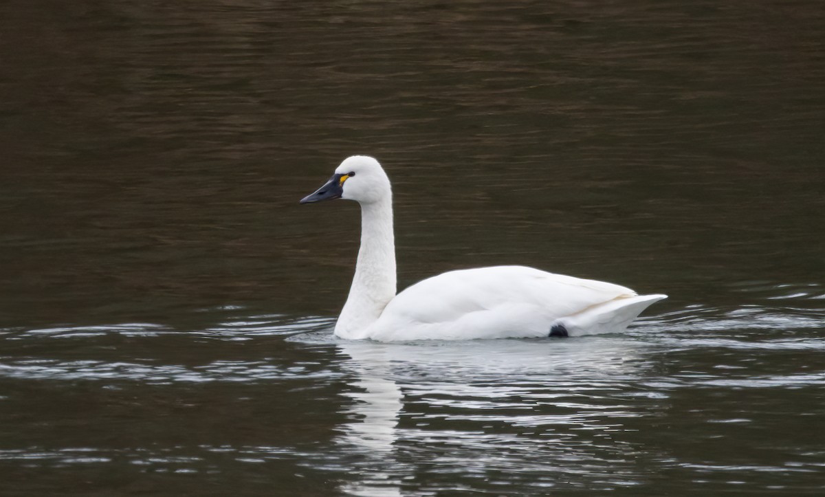 Tundra Swan - ML646006995