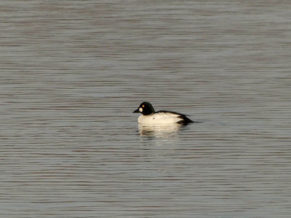 Common Goldeneye - ML646006996