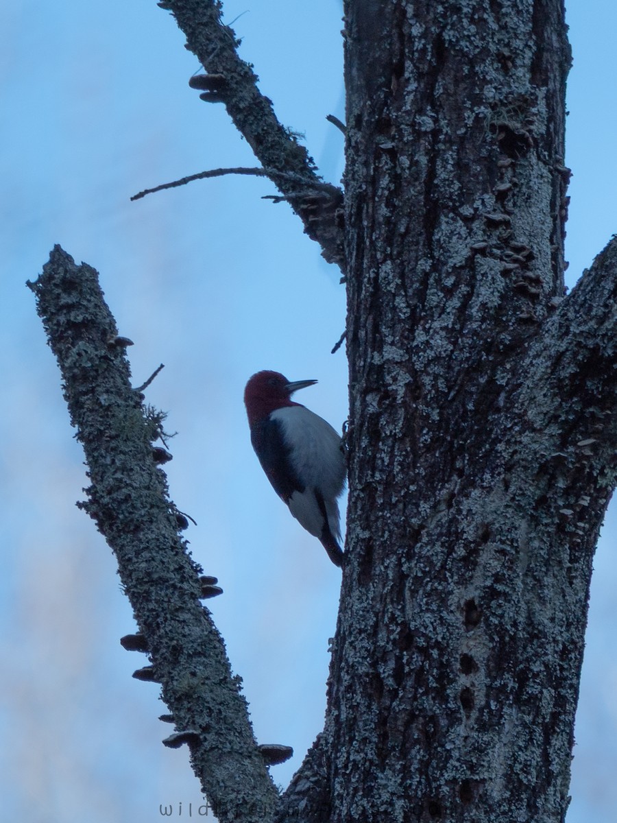 Red-headed Woodpecker - ML646006997