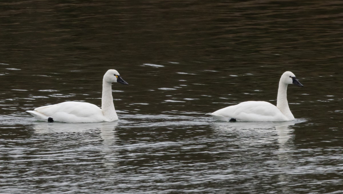 Tundra Swan - ML646006998