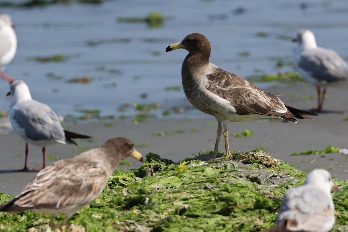 Belcher's Gull - ML646006999