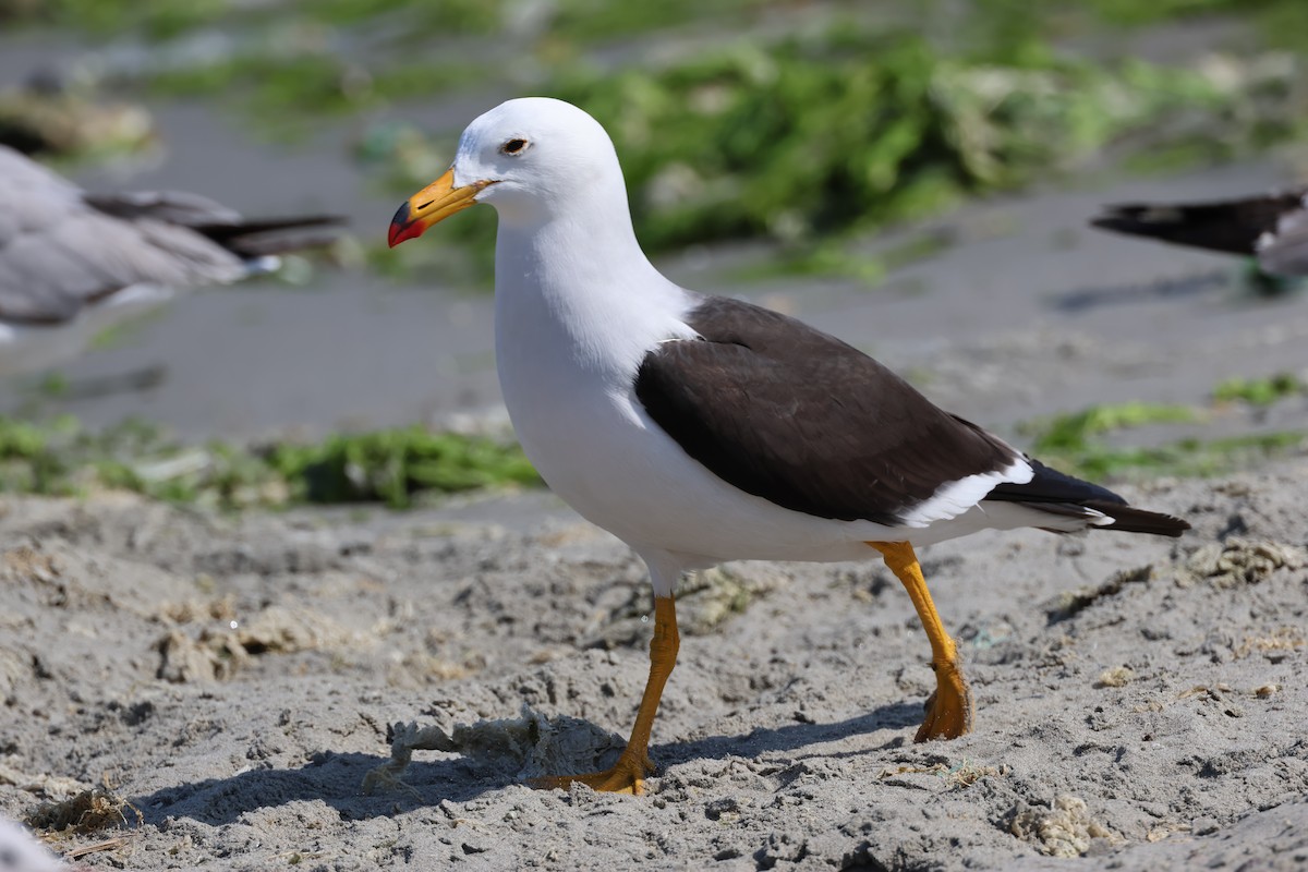 Belcher's Gull - ML646007000