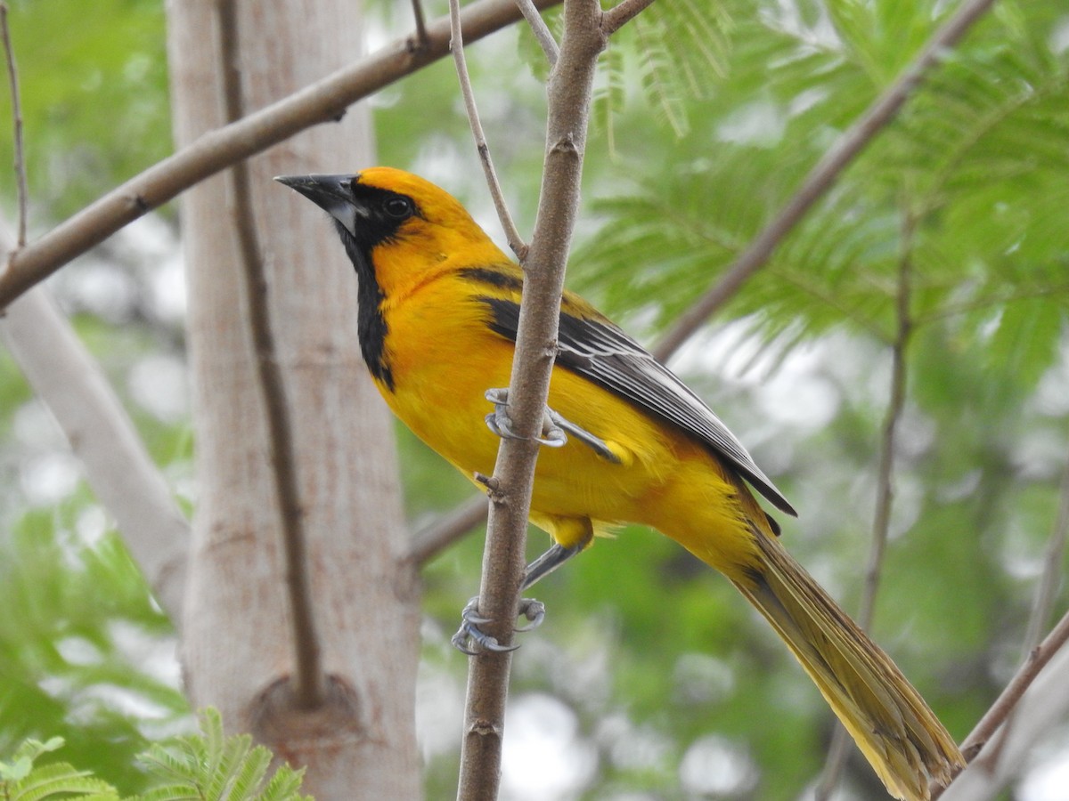 Altamira Oriole - ML646007001