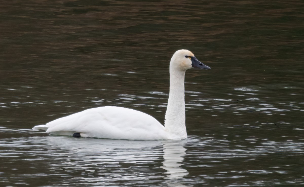 Tundra Swan - ML646007002