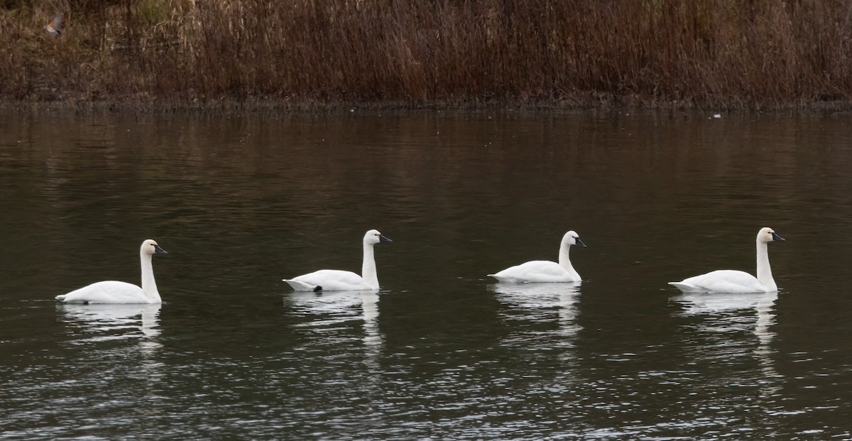 Tundra Swan - ML646007003