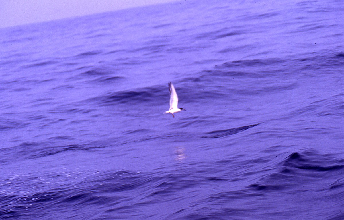 Common Tern - ML646007010