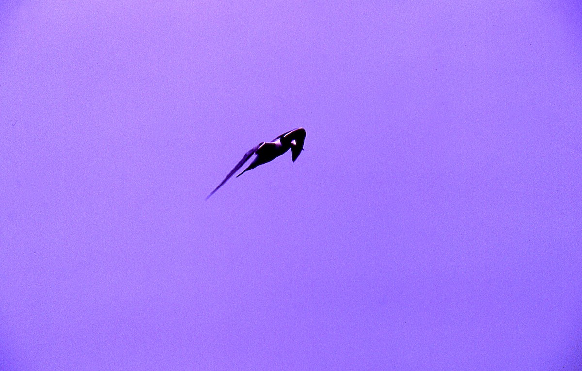 Common Tern - ML646007013