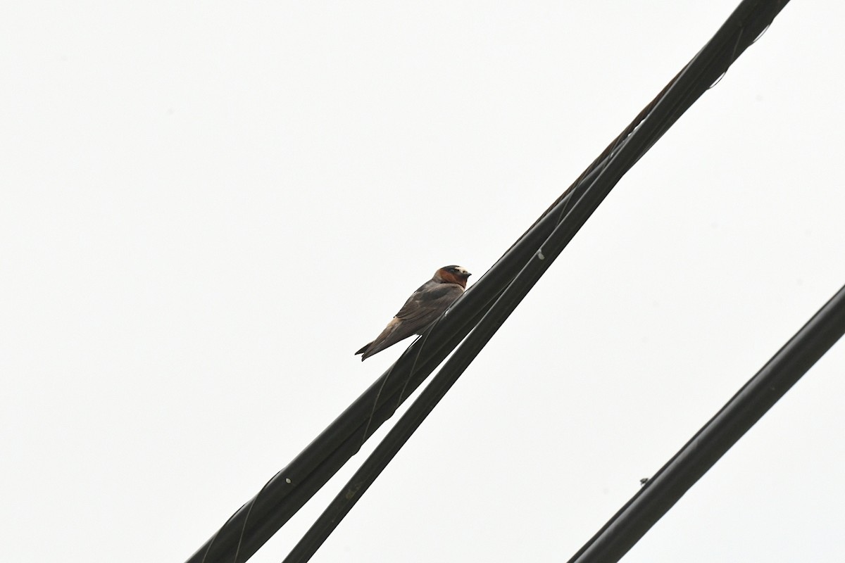 Labar-enara amerikarra - ML646007029