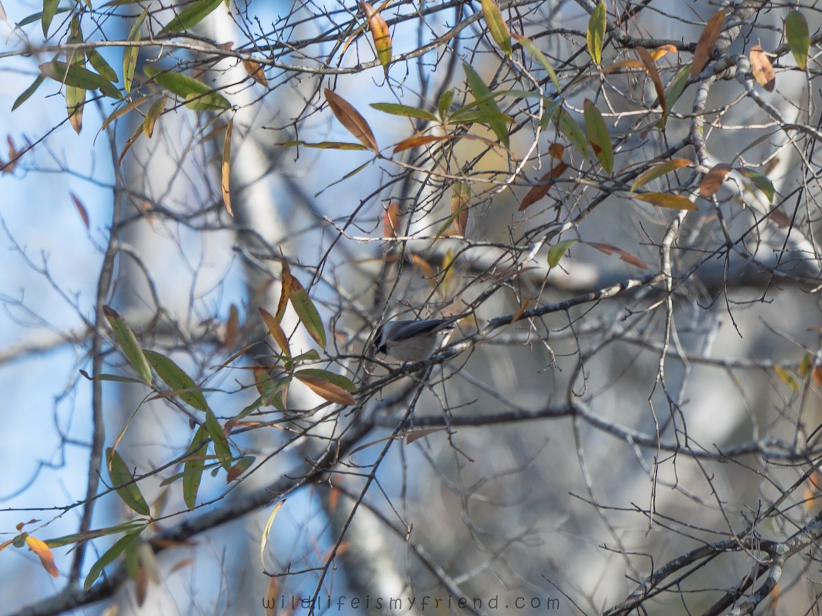 Каролинская гаичка - ML646007030