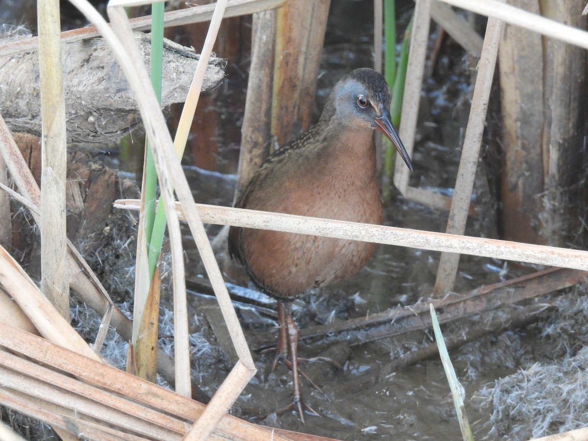 Virginia Rail - ML646007031
