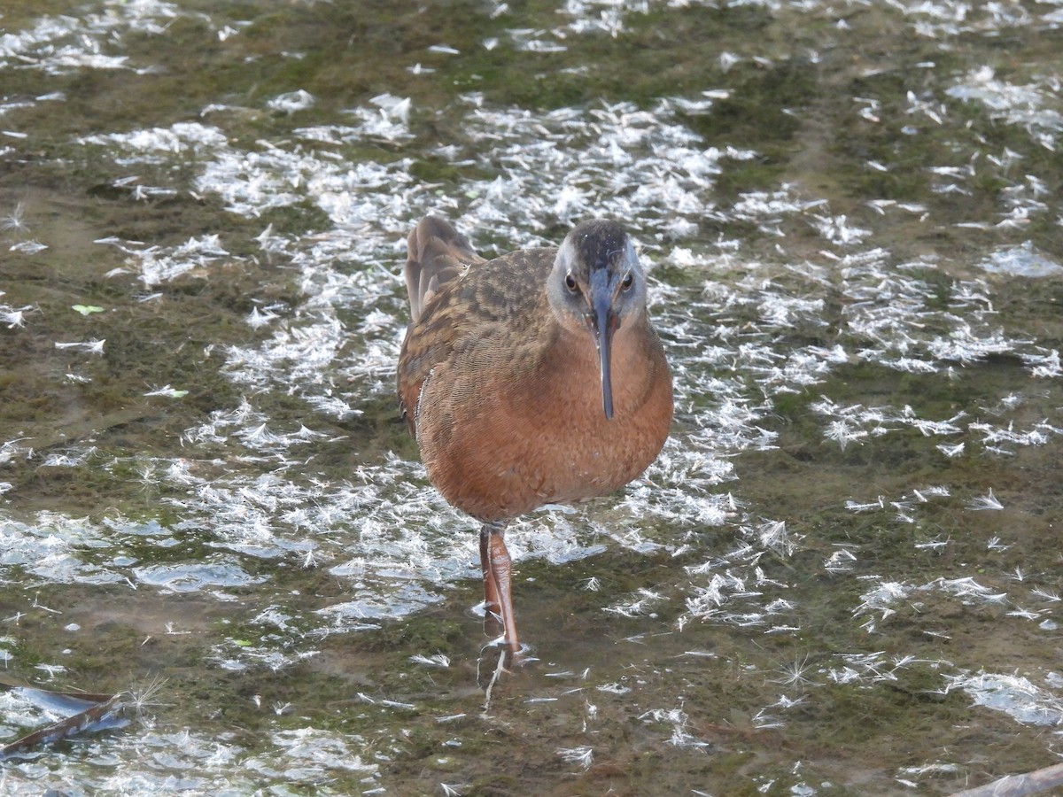 Virginia Rail - ML646007032