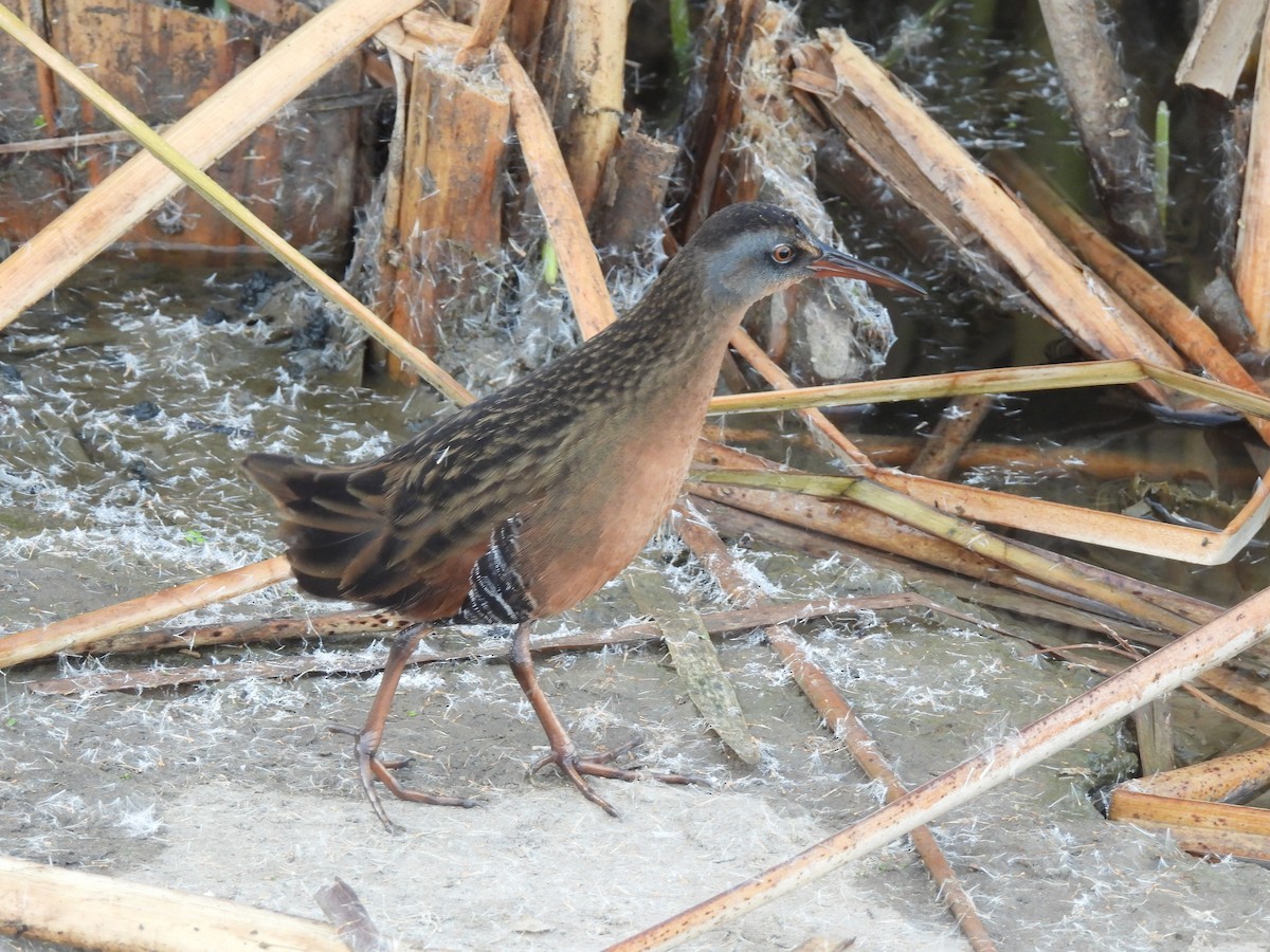 Virginia Rail - ML646007033