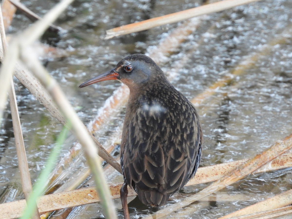 Virginia Rail - ML646007034