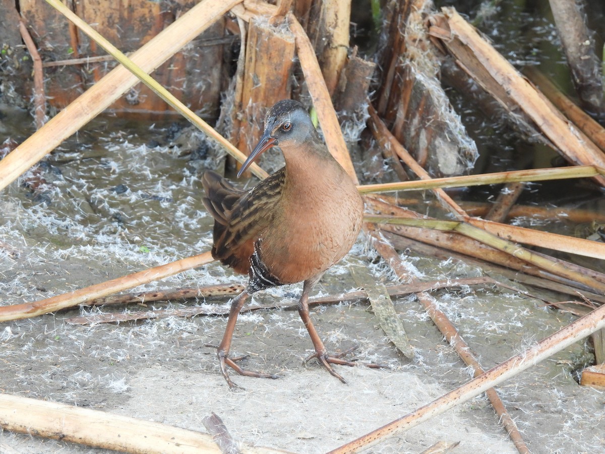 Virginia Rail - ML646007035