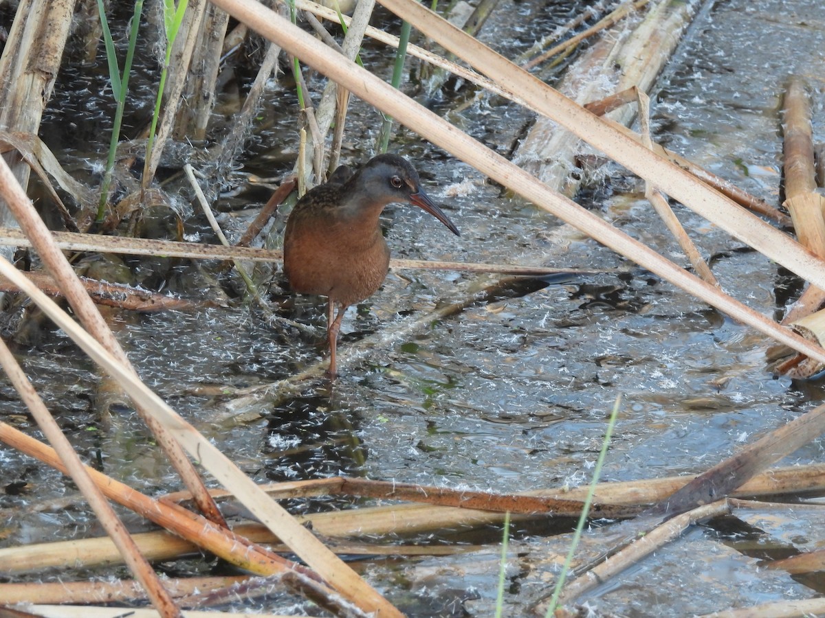 Virginia Rail - ML646007036