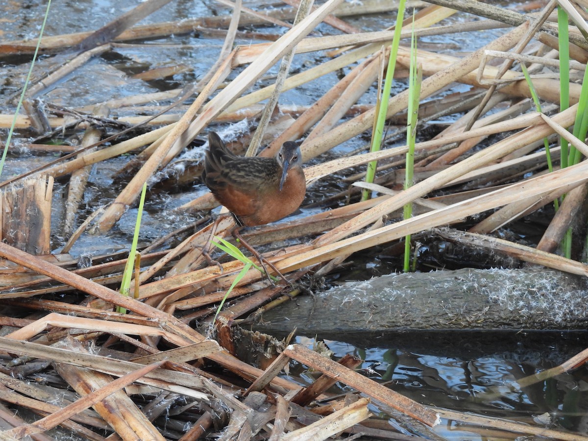 Virginia Rail - ML646007037