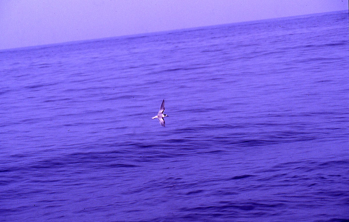 Common Tern - ML646007038