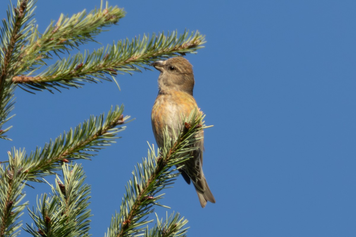 Red Crossbill - ML646007040
