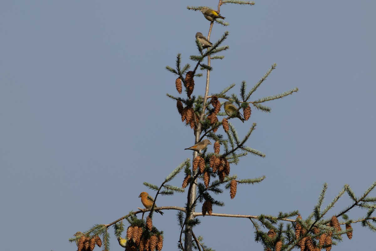 Red Crossbill - ML646007041