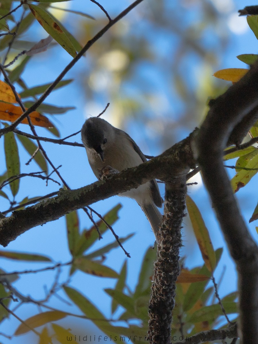 Tufted Titmouse - ML646007042