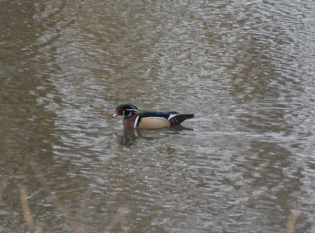 Wood Duck - ML646007047
