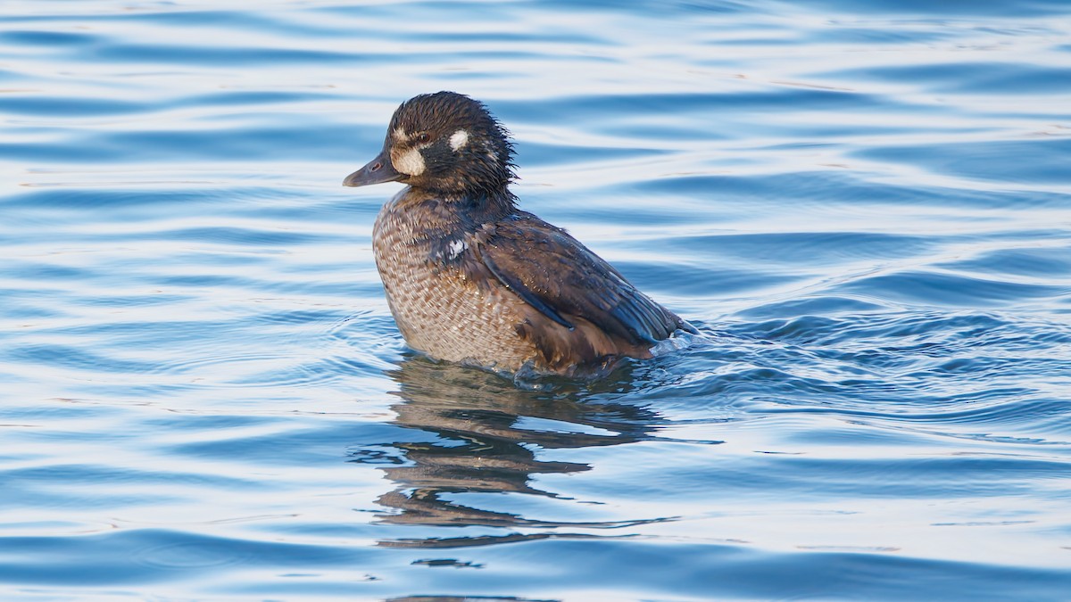 Moretta arlecchino - ML646007049