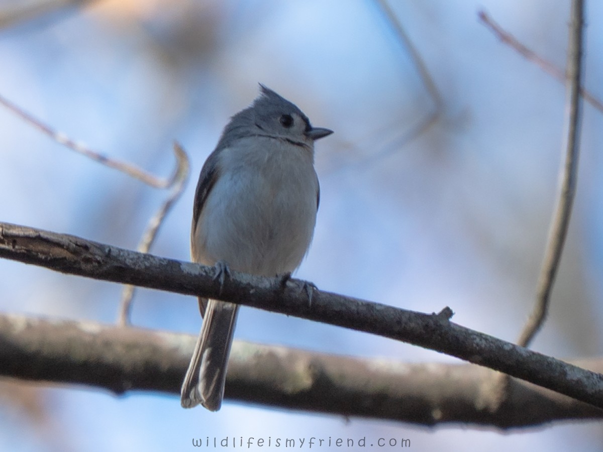 Tufted Titmouse - ML646007051